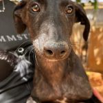 Frankie_IMG-20260621-WA0040