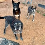 Frodo_IMG_7057