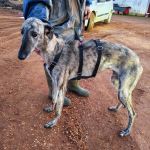 Gaza_IMG_20251230_181125