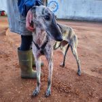 Gaza_IMG_20251230_181135