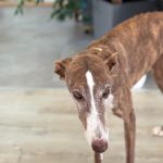 Gressy_11-18 at 19-41-32