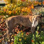 Gressy_11-18 at 19-41-33