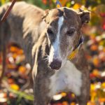 Gressy_ 2-11-18 at 19-41-33