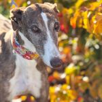 Gressy_2025-11-18 at 19-41-33