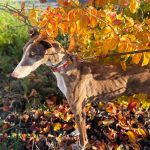 Gressy_ 2025-11-18 at 19-41-34