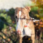 Gressy_2025-11-18 at 19-41-34