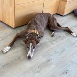 Gressy_2025-11-18 at 19-41-41