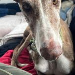 Gressy_2025-11-18 at 19-41-49