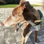 Gressy_2025-11-18 at 19-42-08