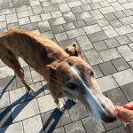 Gressy_2025-11-18at 19-42-07