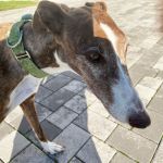 Gressy_2025-11-1 at 19-42-07