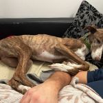 Gressy_2025-11-29 at 08-09-45