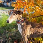 Gressy_ 2025-118 at 19-41-34