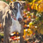 Gressy_205-11-18 at 19-41-33