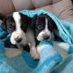 Gus_Bob_IMG-20251026-WA0013