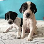 Gus_Bob_IMG-20251027-WA0003