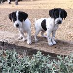 Gus_Bob_img-20251108-wa0104