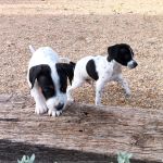 Gus_Bob_img-20251108-wa0126