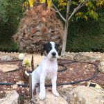 Gus_img-20251108-wa0097