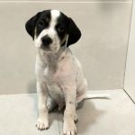 Gus_IMG-20251112-WA0034