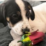 Gus_IMG-20251118-WA0022