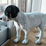 Gus_IMG-20251118-WA0069