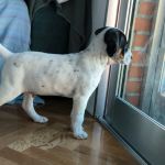 Gus_IMG-20251118-WA0070