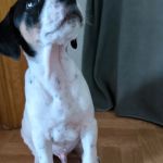 Gus_IMG-20251118-WA0072