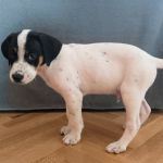 Gus_IMG-20251118-WA0083