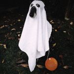 Halloween-Möhre_image3_1200
