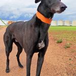 Hanka_IMG_20260308139