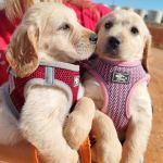 Honey_IMG_20250525_102455 (14)