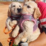 Honey_IMG_20250525_102455 (18)