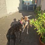Ira_2026-07-11 at 17-29-52