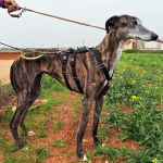 Ira_IMG_20260411_134154