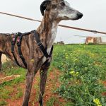 Ira_IMG_20260411_134156