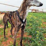 Ira_IMG_20260411_134211