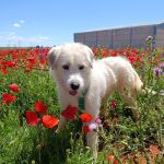 Jolie_2026-05-16 at 15-12-03