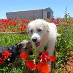 Jolie_2026-05-16 at 15-12-04