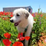 Jolie_2026-05-16 at 15-12-06