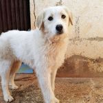 Jolie_IMG_20260301_094500