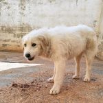 Jolie_IMG_20260301_131007