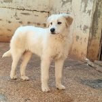 Jolie_IMG_20260301_131137