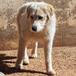 Jolie_IMG_20260301_131227