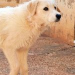 Jolie_IMG_20260301_131232