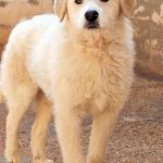 Jolie_IMG_20260301_131233