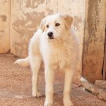 Jolie_IMG_20260301_131237