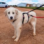 Jolie_IMG_20260315_120945