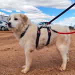 Jolie_IMG_20260315_120949