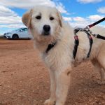 Jolie_IMG_20260315_120953